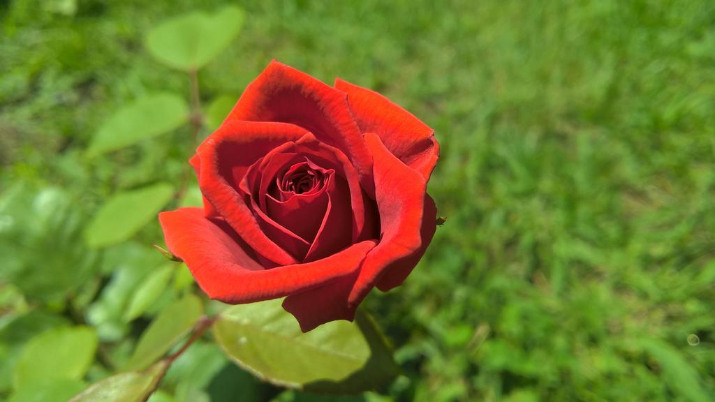 La Corte Delle Rose B&B Praia a Mare Eksteriør billede